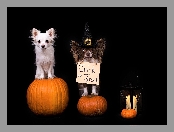 Halloween, Lampion, Chihuahua, Psy, Dynie