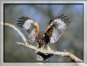 Myszołowy, Harris, Hawk