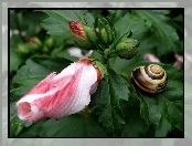 Ślimak, Hibiskus, Ogrodowy