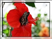 Hibiskus, Motyl