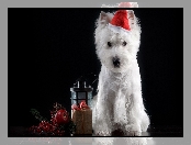 West Highland white terrier, Mikołaja, Pies, Czapeczka