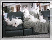 West Highland White Terrier, kanapa, sześć, czarna