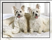 Highland, Terrier, West, White