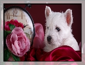 West highland white terrier, Kwiaty, Szczeniak, Zegar