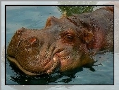 Nozdrza, Hipopotam