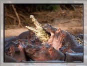 Hipopotamy, Krokodyl