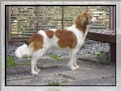 Płochacz holenderski, Kooikerhondje