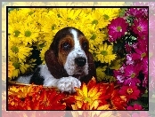 Basset Hound, kwiatki