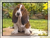 Basset Hound, Ogród