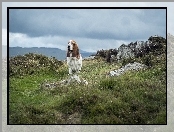 Hound, Trawa, Basset, Kamienie