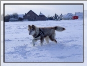 Husky, Śnieg