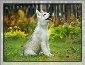 Ogród, Husky, Szczeniak