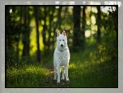 Ścieżka, Siberian husky, Las