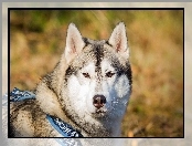 Siberian Husky, Głowa