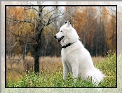 Siberian Husky, Las