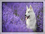 Siberian Husky, Lawenda