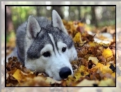 Siberian Husky, Liście