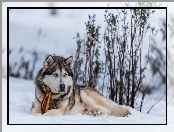 Siberian husky, Śnieg