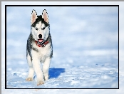 Śnieg, Siberian husky, Szczeniak