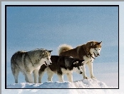 Alaskan Malamute