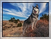 Siberian Husky, Rośliny