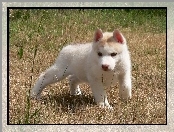 Szczeniak, Siberian Husky