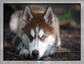 Siberian Husky, Szczeniak