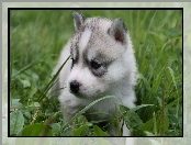 Siberian Husky, Szczeniak