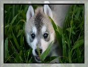 Siberian Husky, Szczeniak