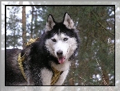 Siberian Husky, szelki