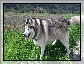 Siberian Husky, Trawa