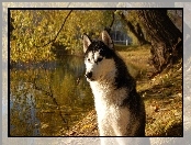 Siberian Husky, Woda