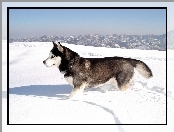 zima, Siberian Husky