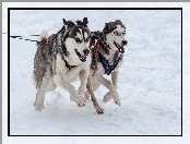 Siberian husky, Psy, Śnieg, Bieg, Alaskan malamute, Zaprzęg