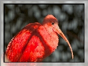 Ibis