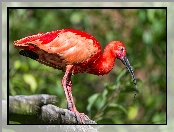 Drzewa, Ibis, Konar