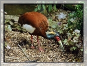 Roślinność, Ibis, Madagaskarski