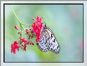 Motyl, Idea leuconoe, Czerwony, Kwiatek