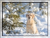 Iglaki, Zima, Retriever, Labrador, Śnieg