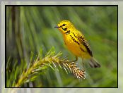 Gałązka, Lasówka czarnowąsa, Iglasta, Żółty, Ptak