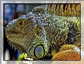 Iguana