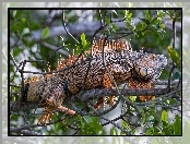 Iguana, Drzewo