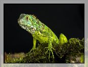 Iguana, Jaszczurka, Legwan zielony