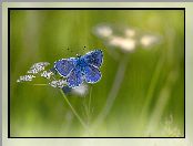 Kwiatek, Motyl, Modraszek ikar