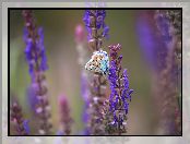 Modraszek ikar, Motyl, Kwiaty, Fioletowe