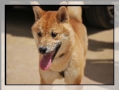 Shiba Inu, Język