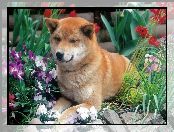 Shiba inu, kwiaty