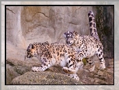Leopardy, Irbisy, Śnieżne