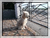 Irish Soft coated wheaten terrier, ogrodzenie