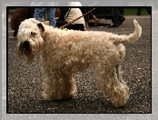 Irish Soft coated wheaten terrier